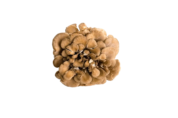 Maitake mushroom farmer block — Grifola frondosa — commercial cultivation by Midam Mushrooms