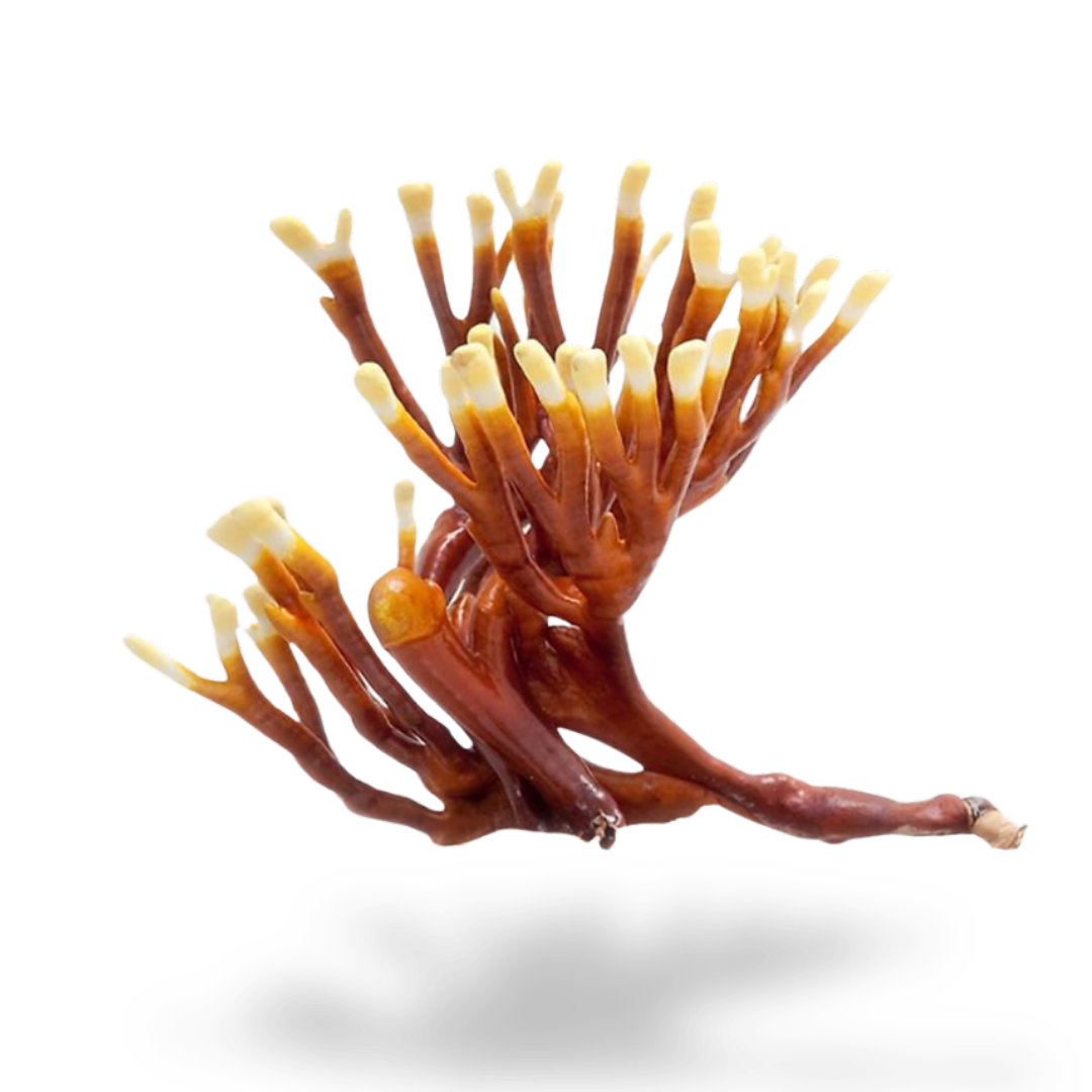 Reishi mushroom farmer block — Ganoderma multipileum — commercial cultivation by Midam Mushrooms