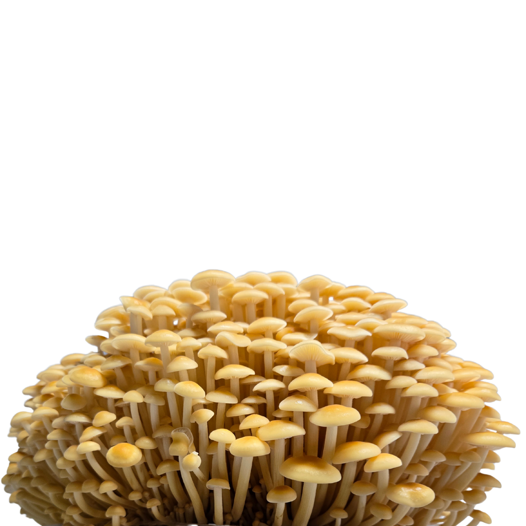 Golden Enoki mushroom farmer block — Flammulina velutipes — commercial cultivation by Midam Mushrooms