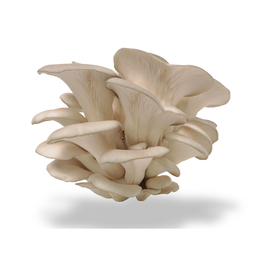 White Oyster mushroom farmer block — Pleurotus sp. — commercial cultivation by Midam Mushrooms