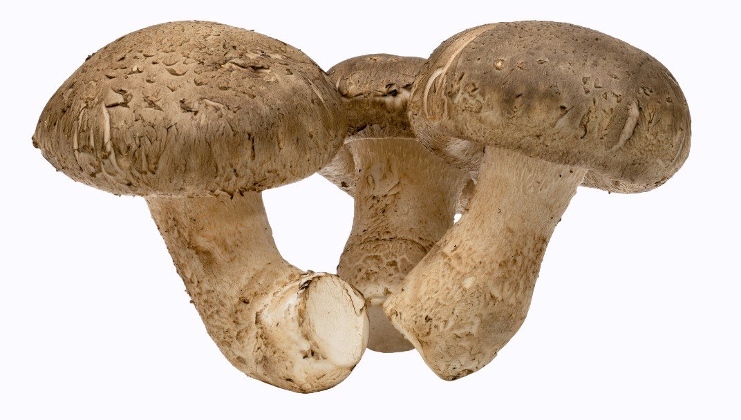 Shiitake mushroom farmer block — Lentinula edodes — commercial cultivation by Midam Mushrooms