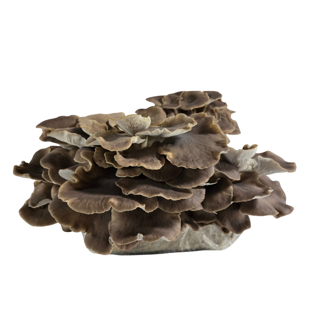 Phoenix Oyster mushroom farmer block — Pleurotus pulmonarius — commercial cultivation by Midam Mushrooms