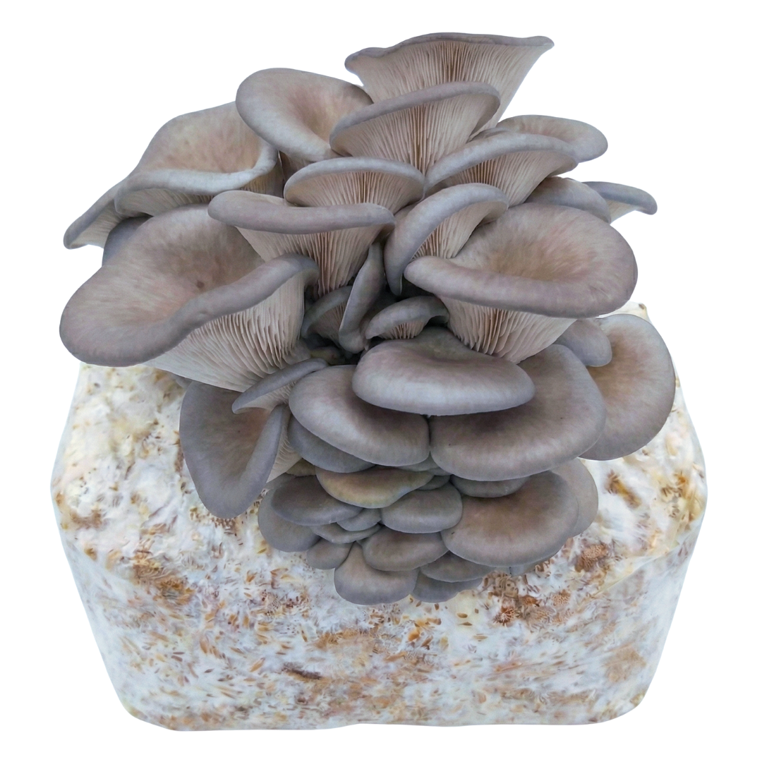 King Blue mushroom farmer block — Pleurotus ostreatus — commercial cultivation by Midam Mushrooms
