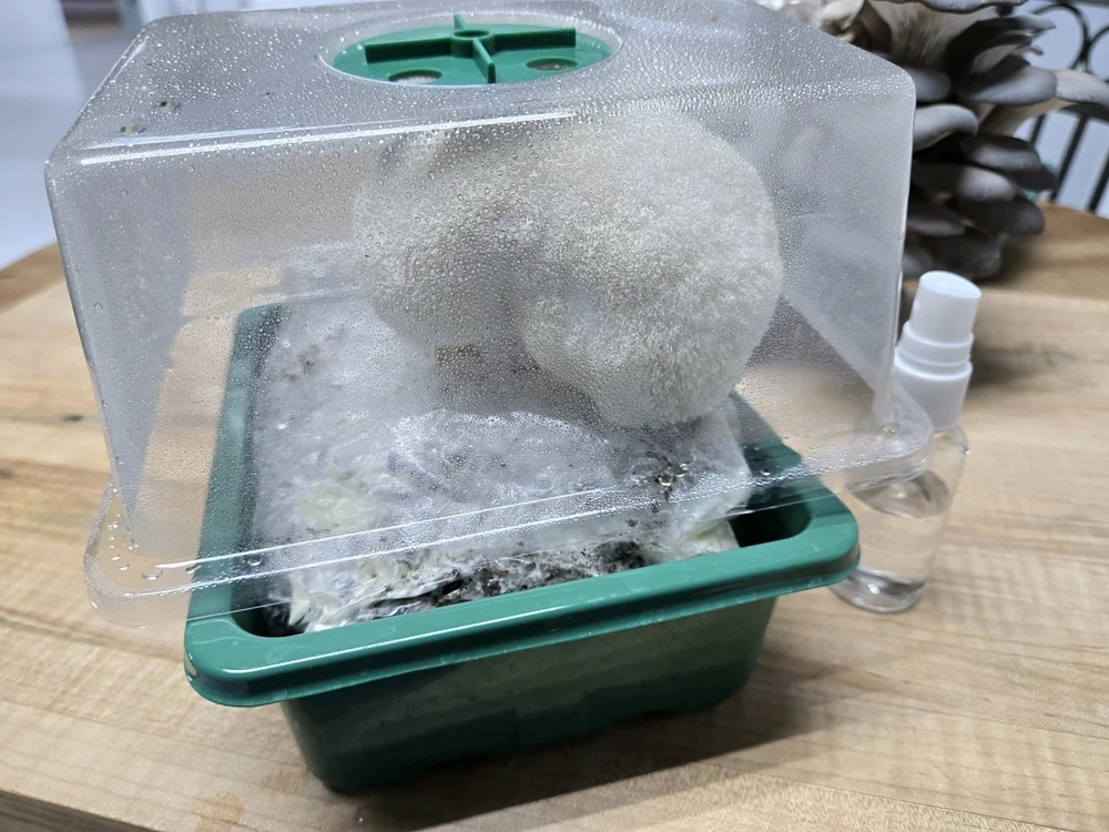 Lion's Mane countertop mushroom grow kit — Hericium erinaceus