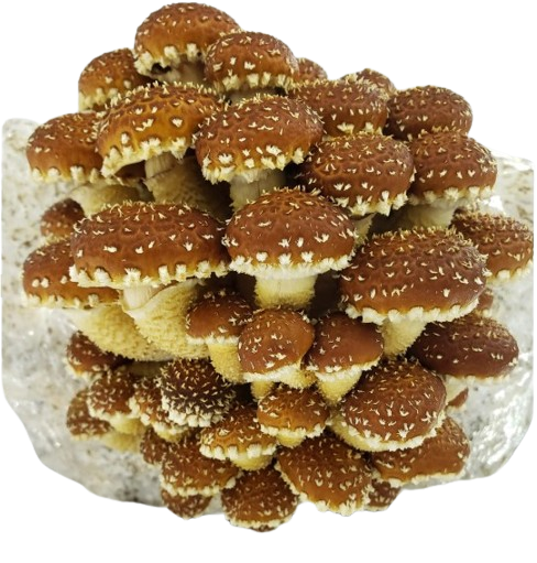 Chestnut mushroom farmer block — Pholiota adiposa — commercial cultivation by Midam Mushrooms