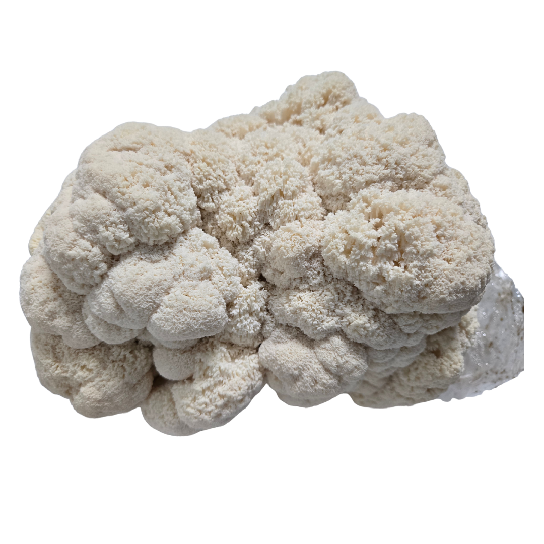 Bear's Head mushroom farmer block — Hericium americanum — commercial cultivation by Midam Mushrooms