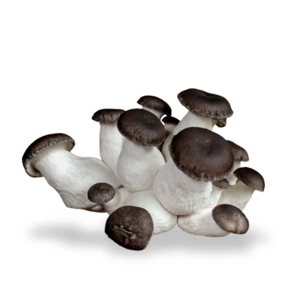 Black King mushroom farmer block — Pleurotus sp. — commercial cultivation by Midam Mushrooms
