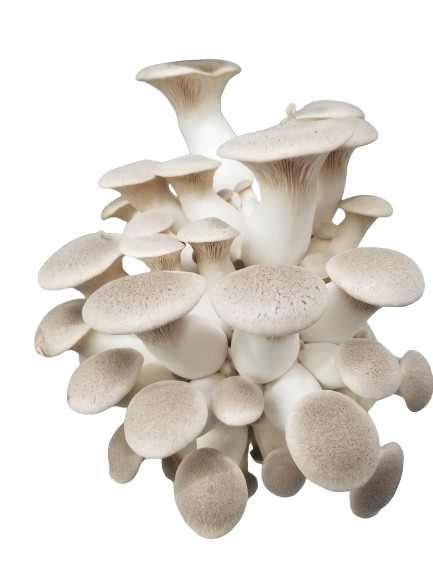 King Trumpet mushroom farmer block — Pleurotus eryngii — commercial cultivation by Midam Mushrooms