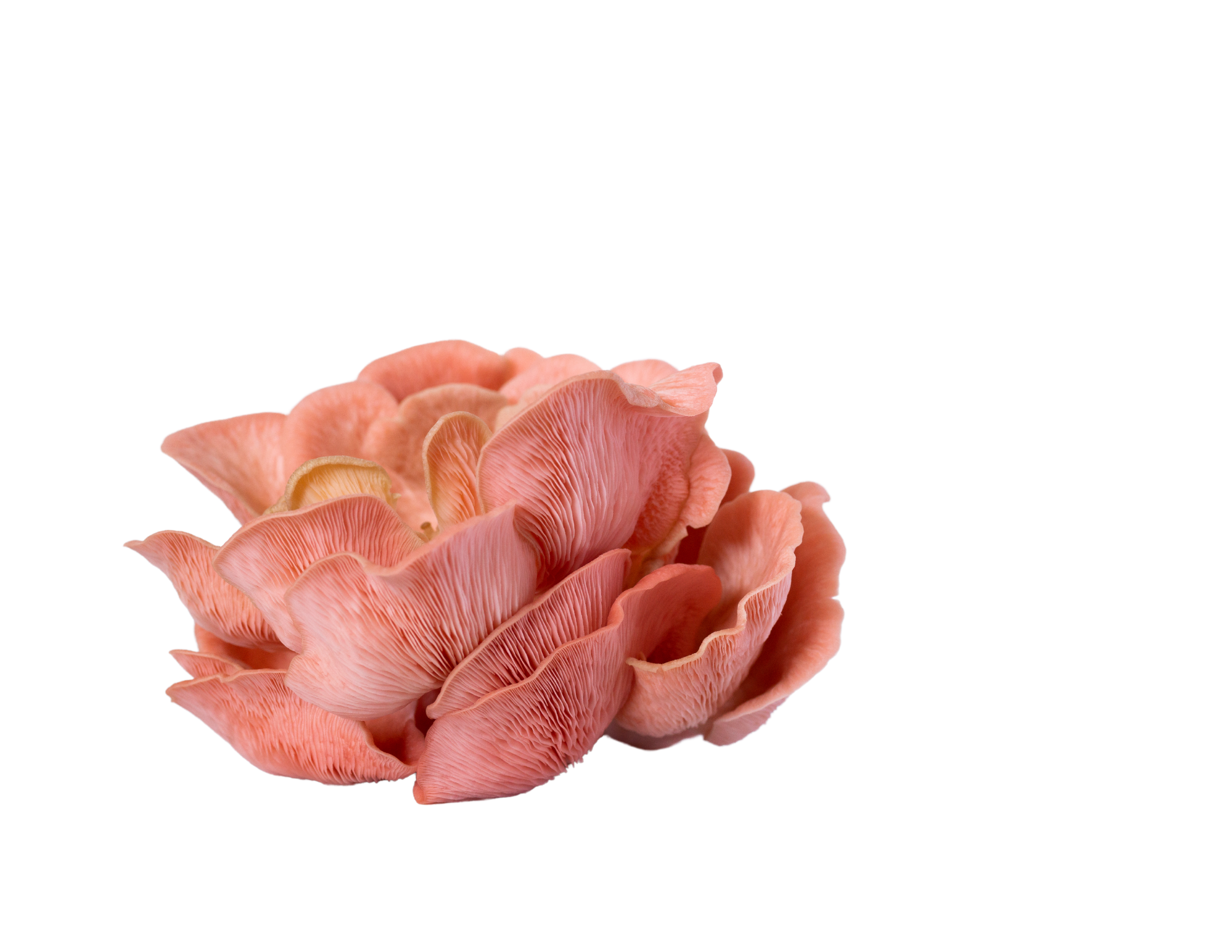 Pink Oyster mushroom farmer block — Pleurotus djamor — commercial cultivation by Midam Mushrooms