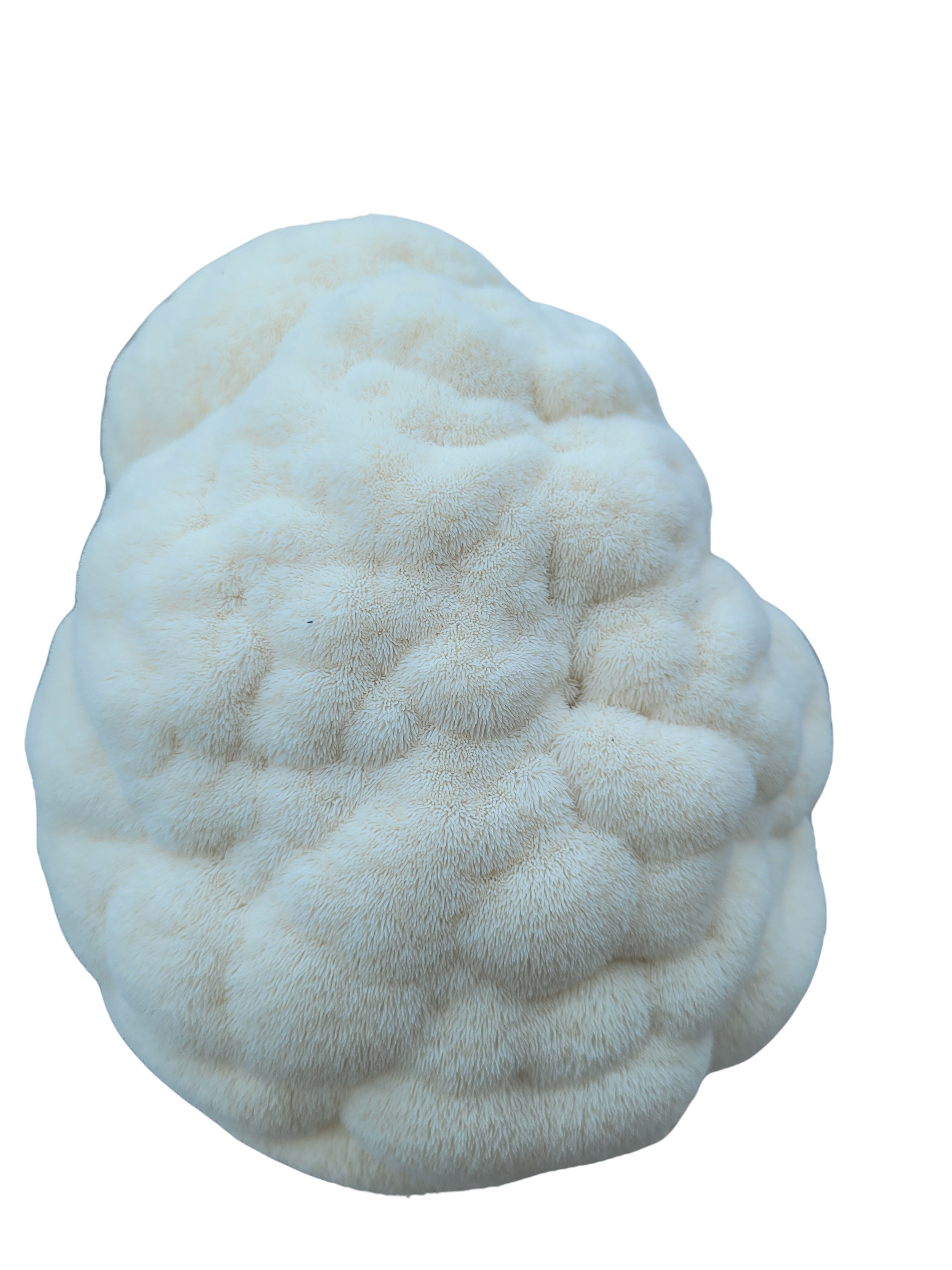 Lion's Mane mushroom farmer block — Hericium erinaceus — commercial cultivation by Midam Mushrooms
