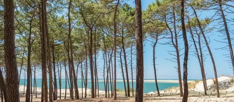 L’horizon du Bassin d’Arcachon entre les pins