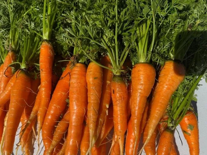 Trinity Valley Farms