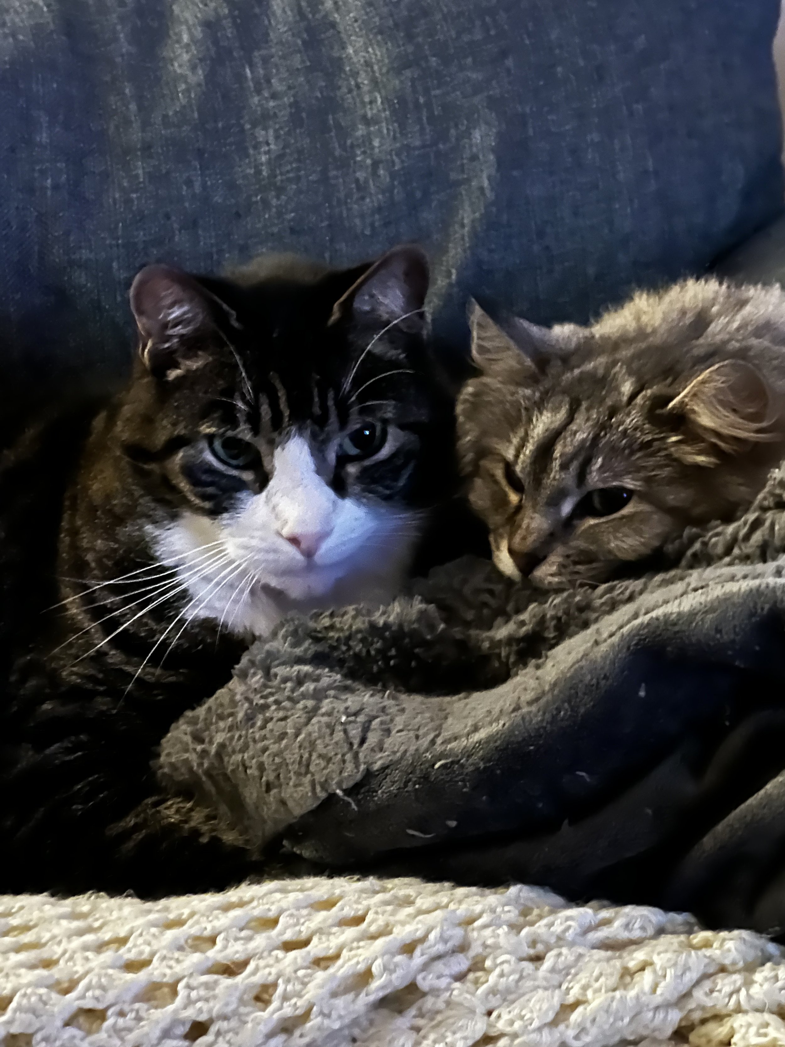 Picture of cats