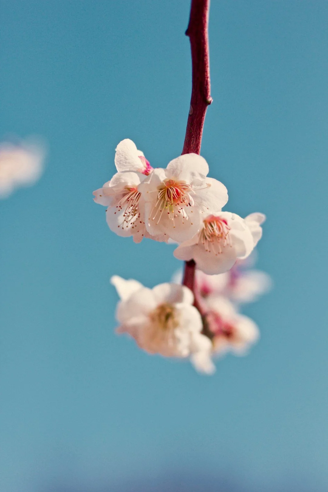 A calm, serene image representing emotional healing through EMDR therapy at Resonance Psychology, Manhattan