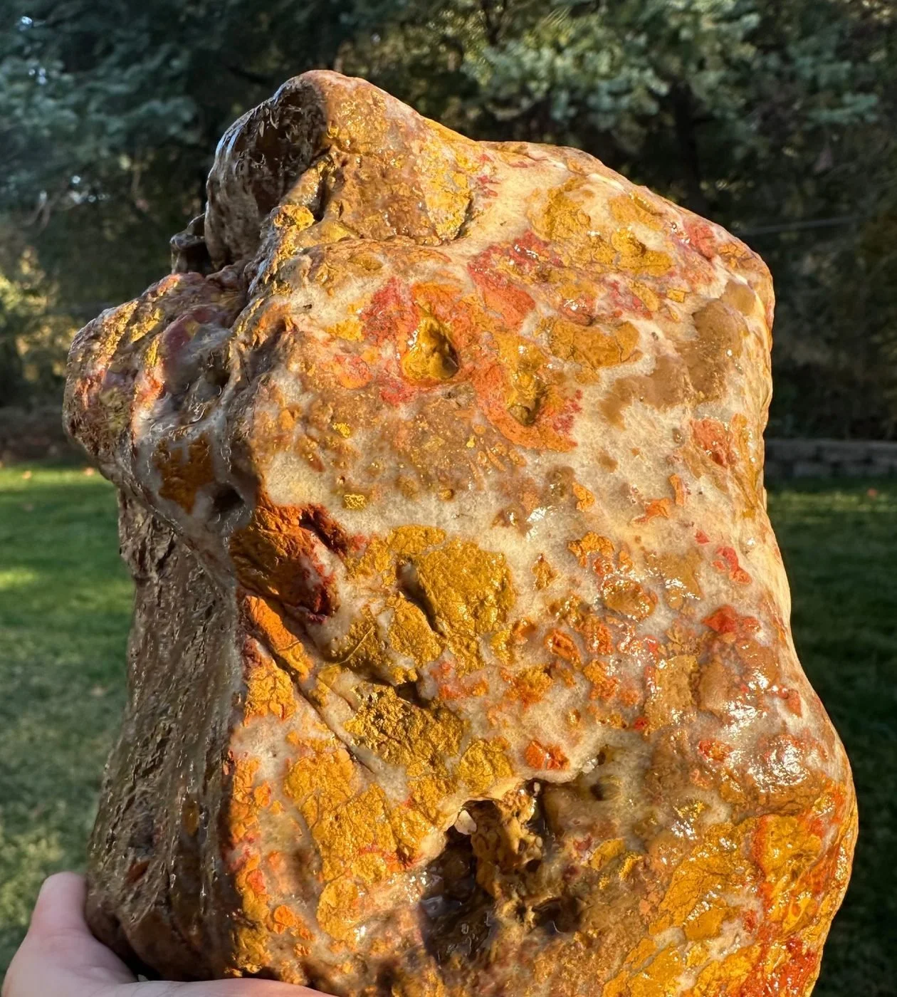 A big gold, cream and orange jasper held up against trees