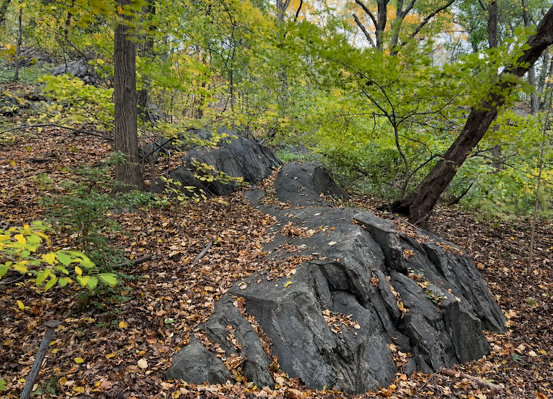 Rocky wooded trail with autumn leaves
