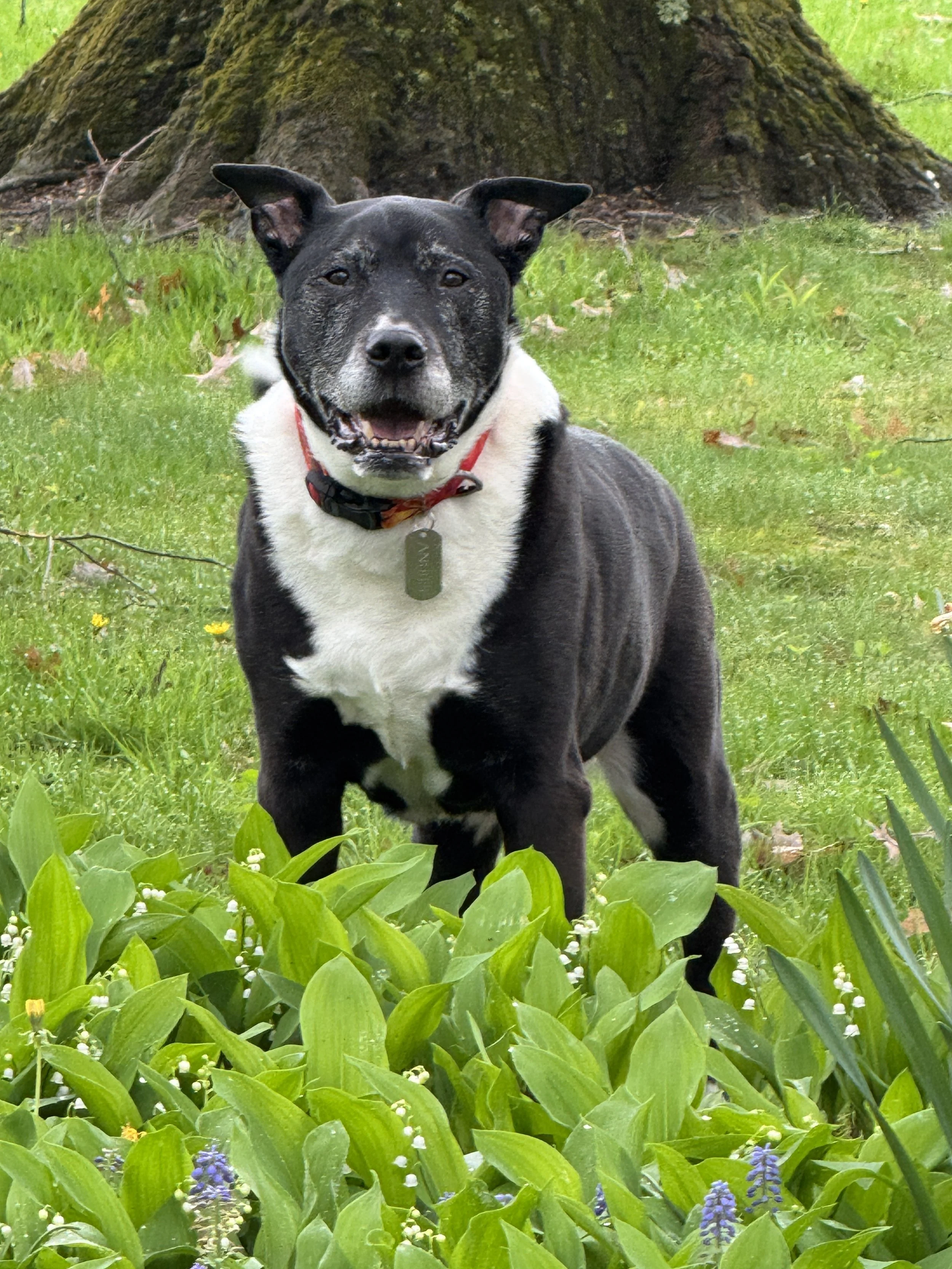 Nubie, part of the heart behind Rocky Boxes