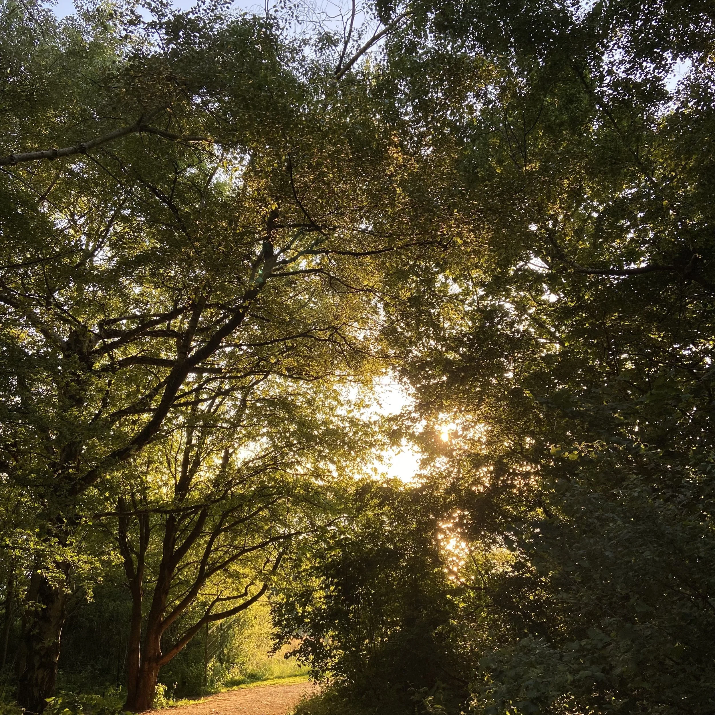 Walking and cycling in the National Forest