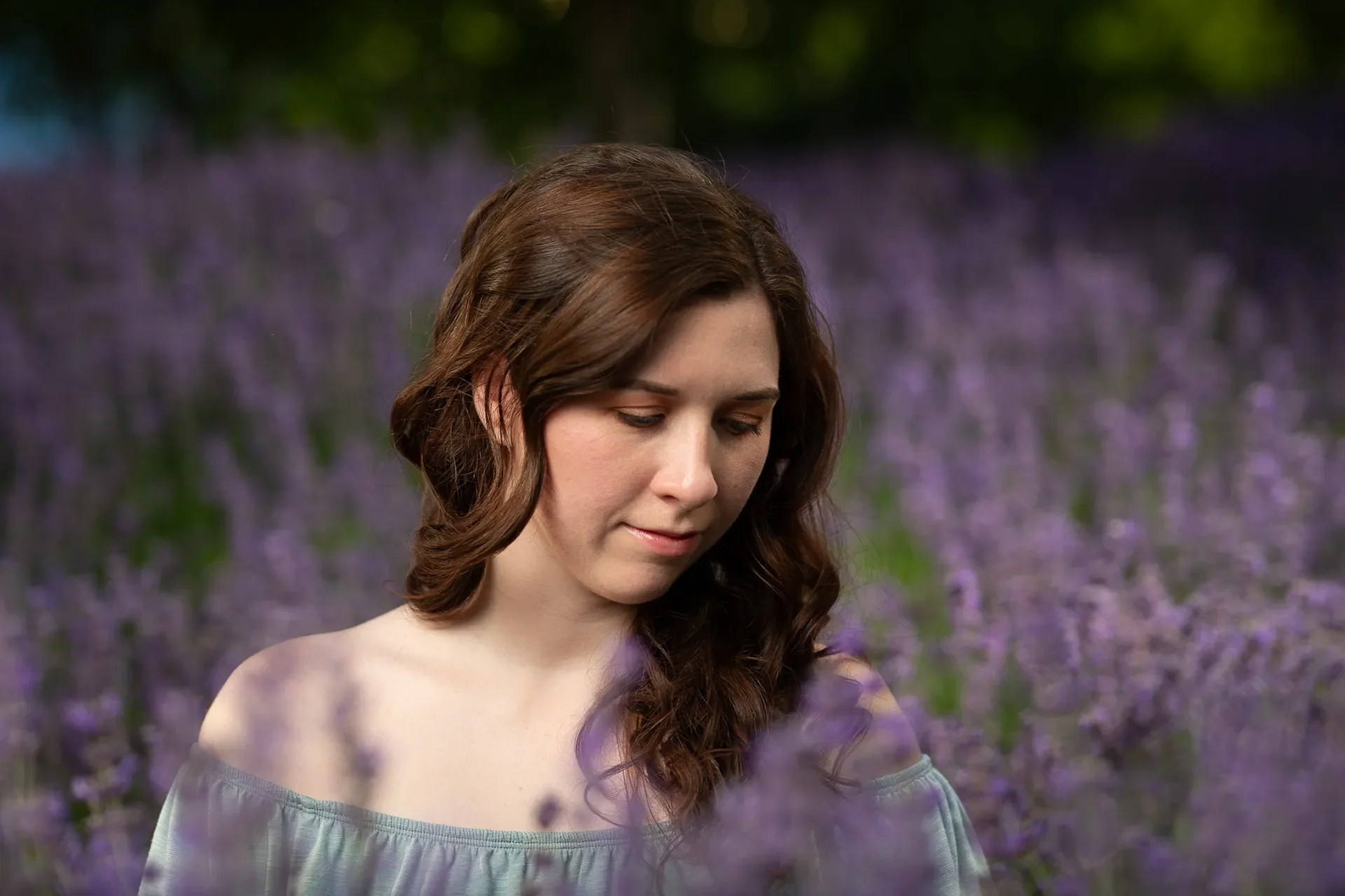 Refined — Lavender Field
