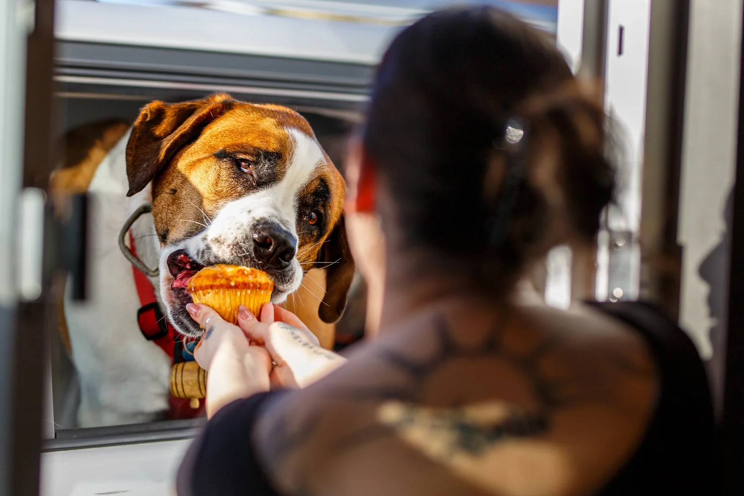 A dog takes a pastry from a customer's hand at Taylor Ray's Cafe in Olympia