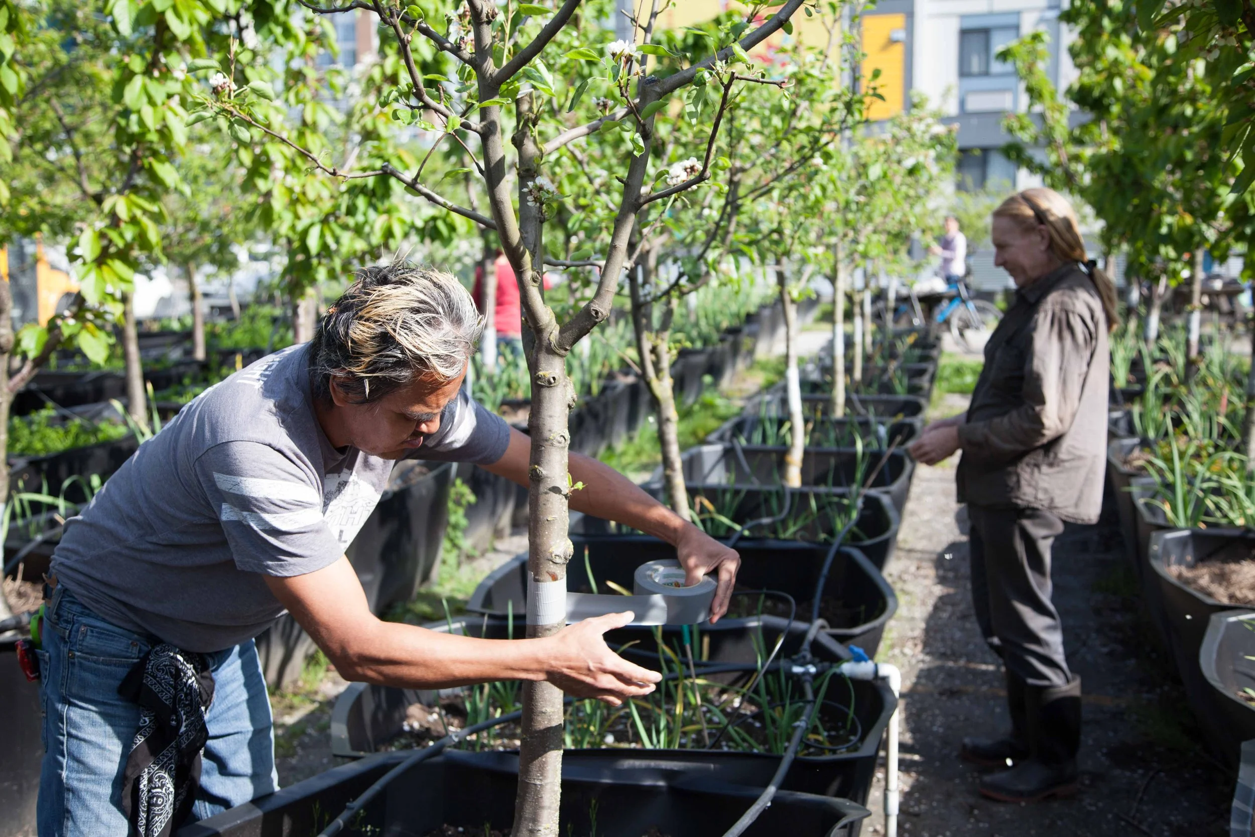 A man tending to a young tree at Sole Food Urban Farms.
