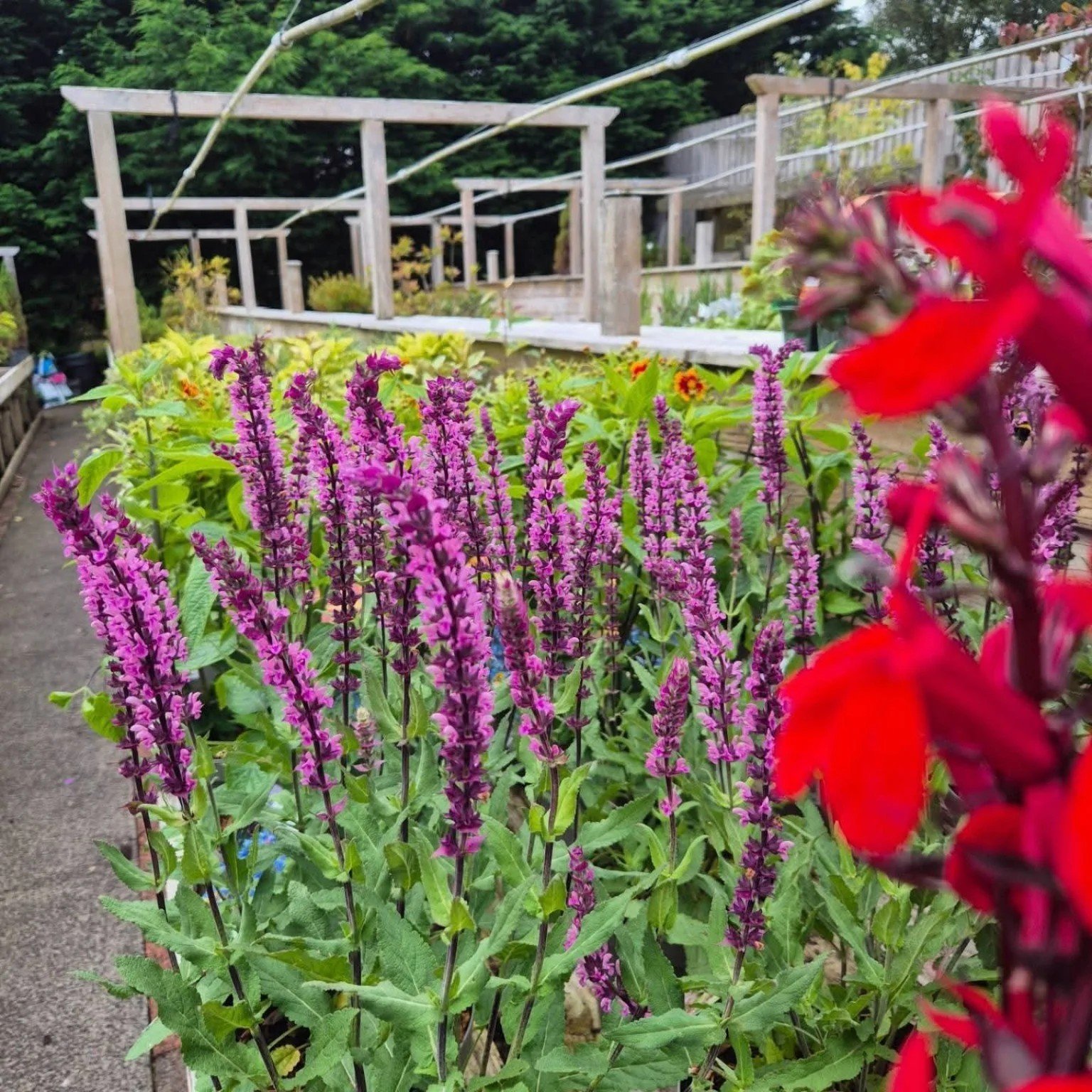 Summer flowers beside the greenhouse