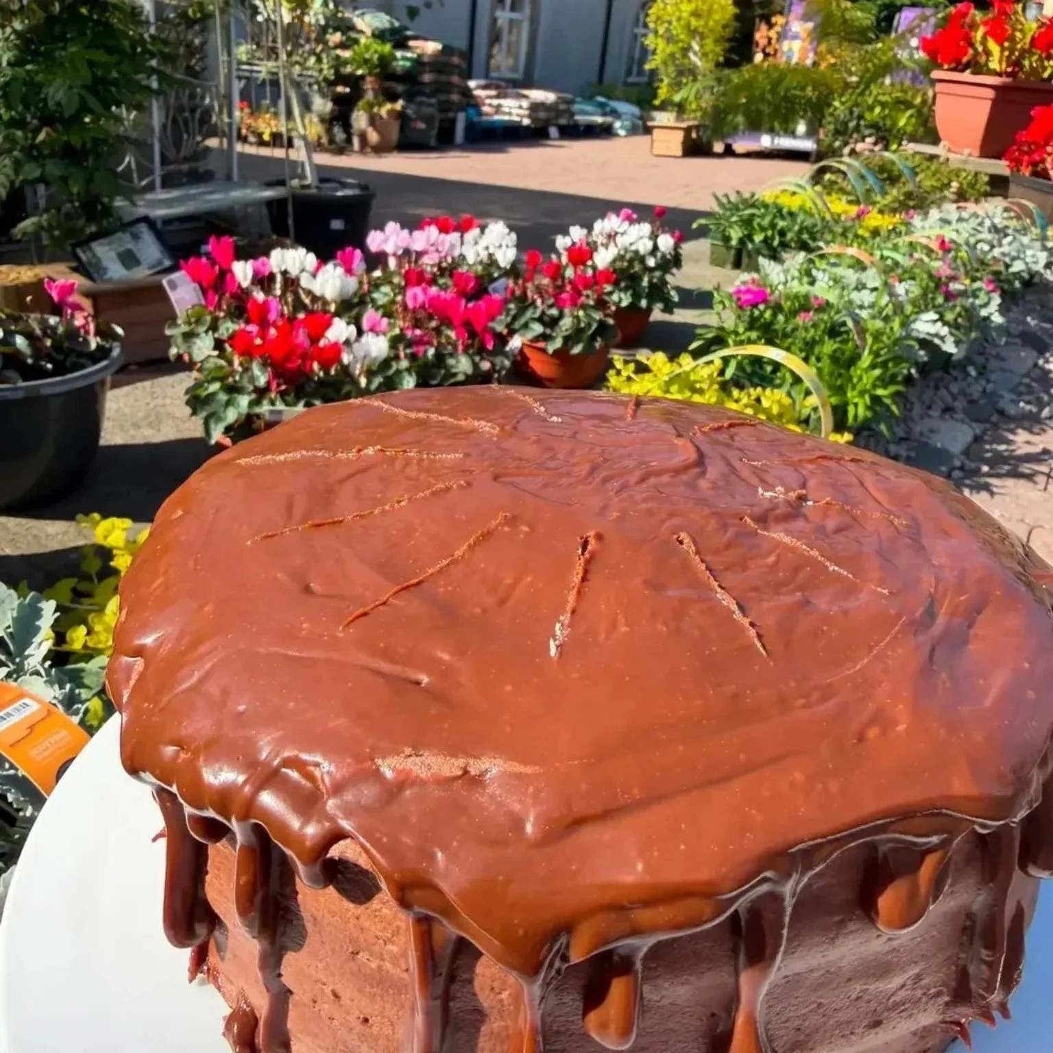 Chocolate cake in the garden