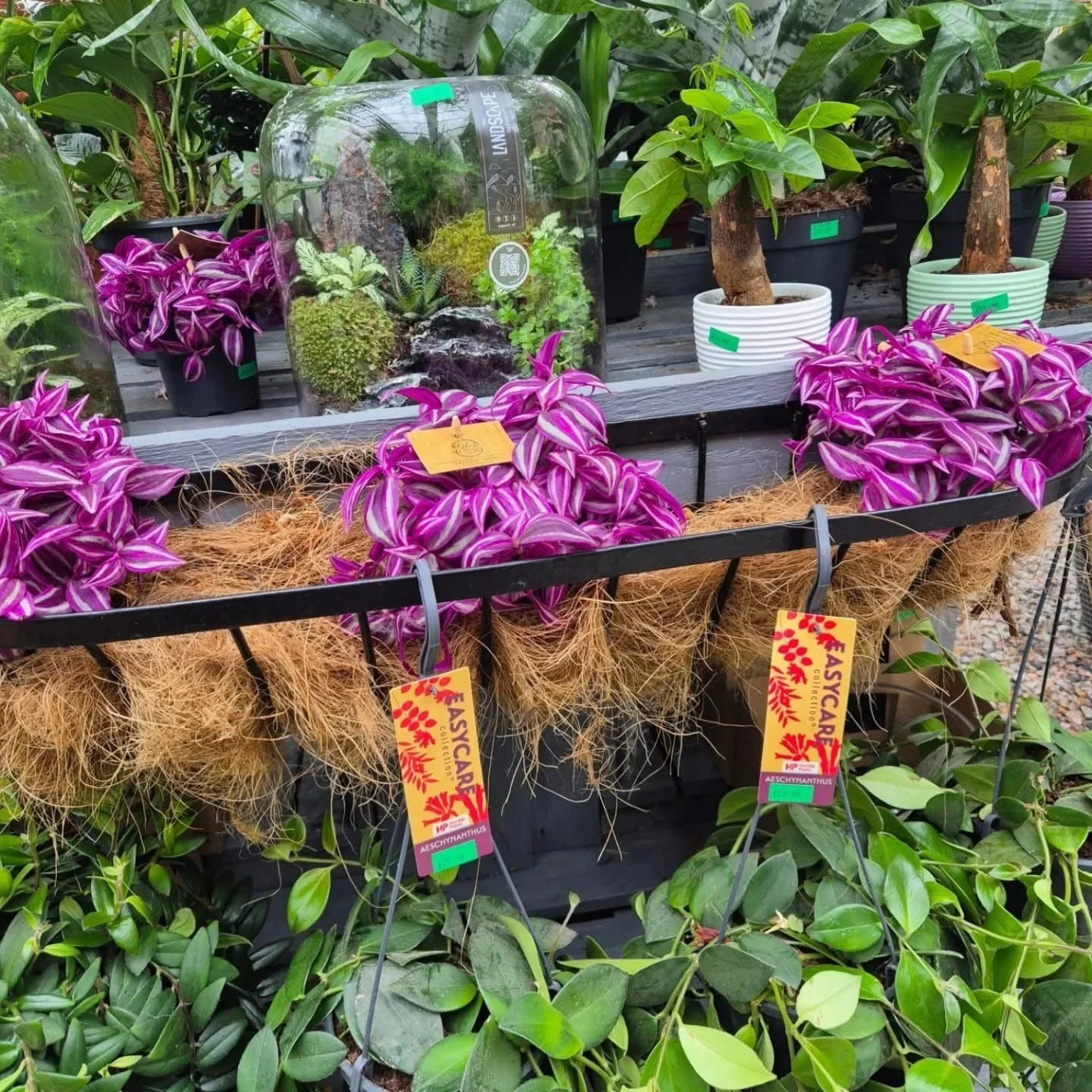 Seasonal plant displays at Glenbarr Stores
