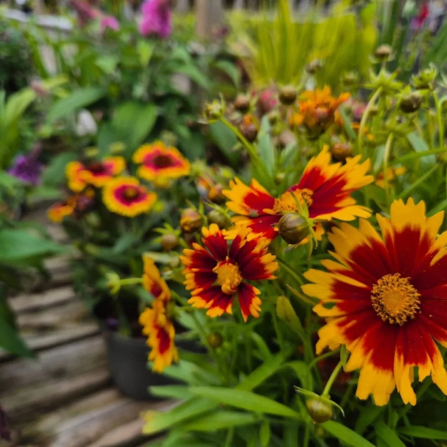 Seasonal colour