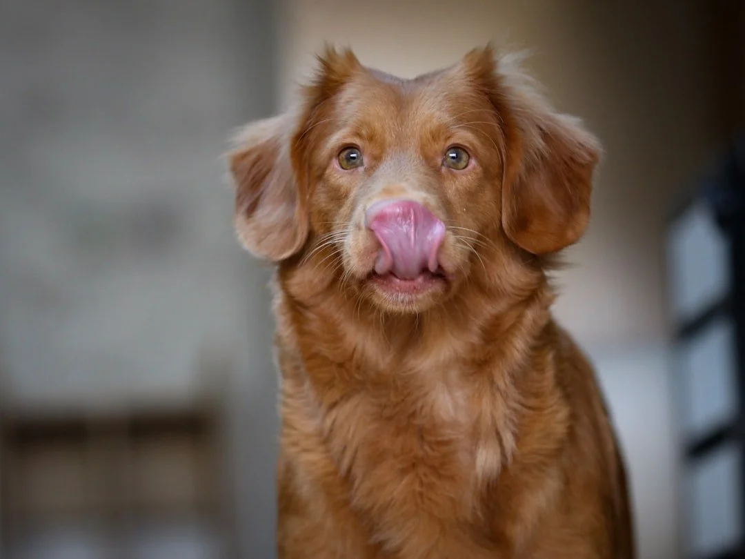 A happy, healthy dog — Life With Paws from Just Paws and Enjoy Life