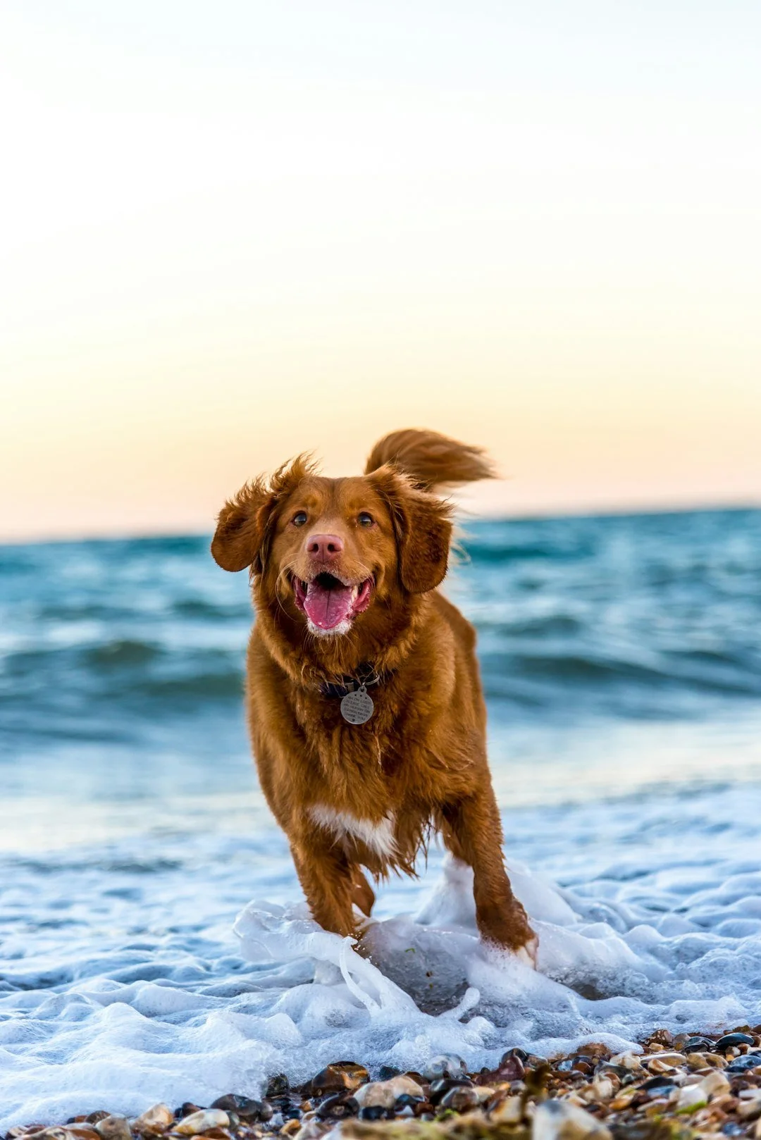 Made in USA dog and cat treats, simple wholesome ingredients