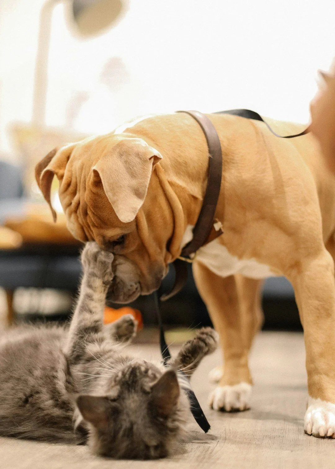 Dog earning a high-value liver training treat