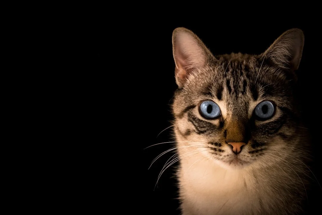 Single ingredient cat treats from Just Paws and Enjoy Life