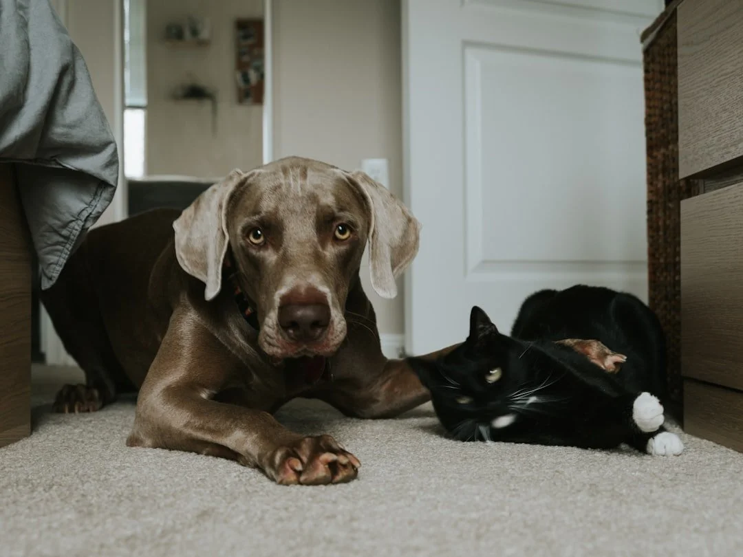 Dog and cat ready for healthy single-ingredient liver and heart treats