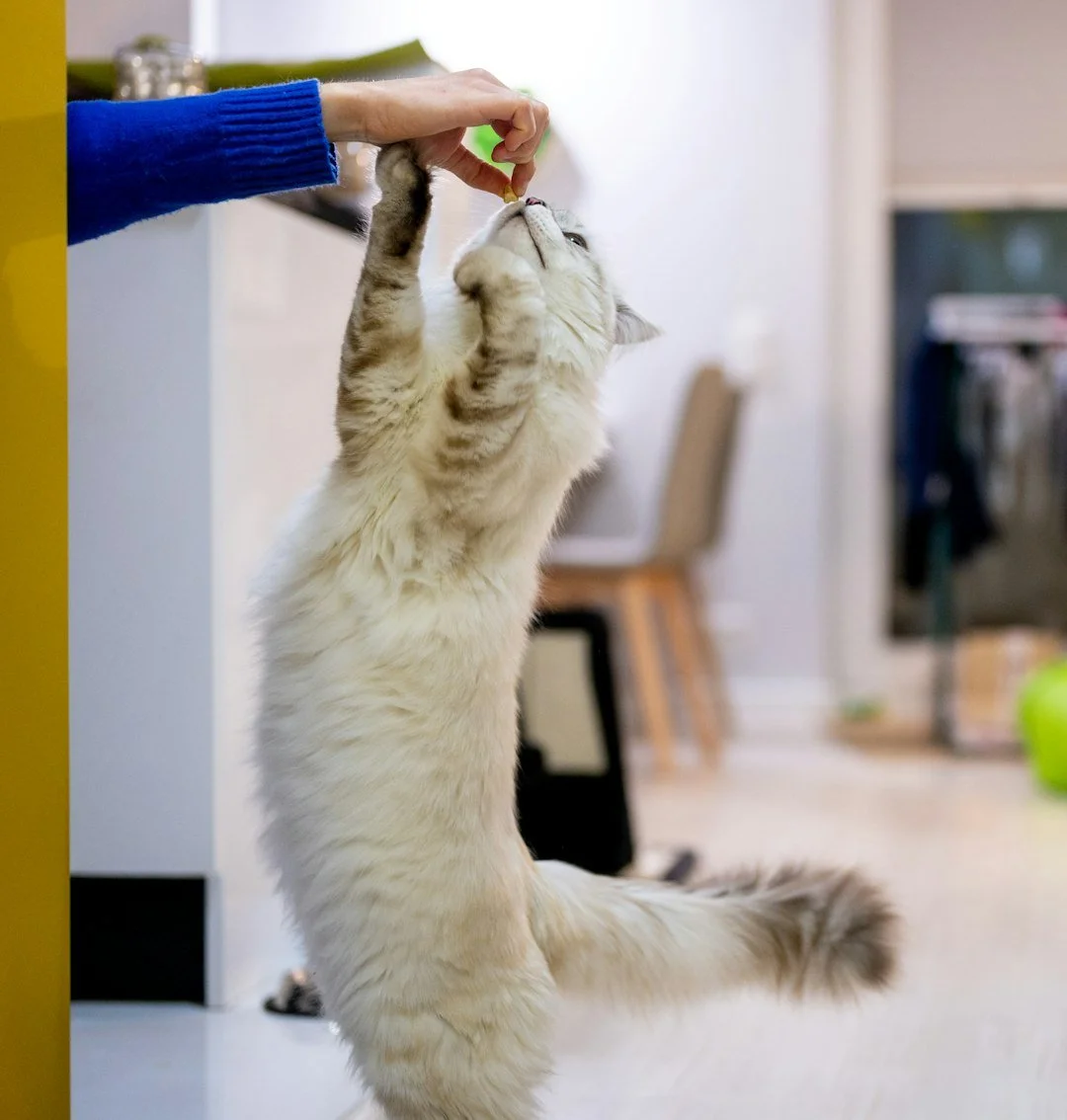 Cat taking a freeze dried beef liver treat from a hand