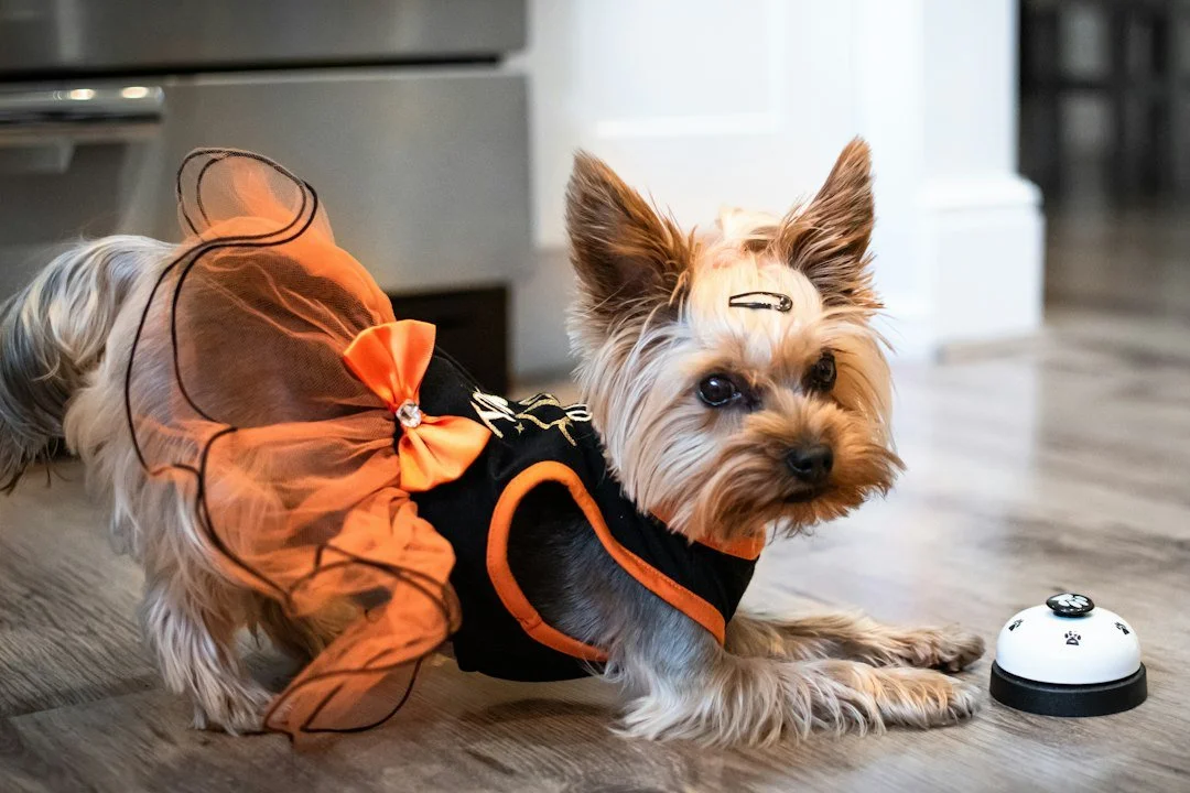 Small dog in an orange Halloween costume