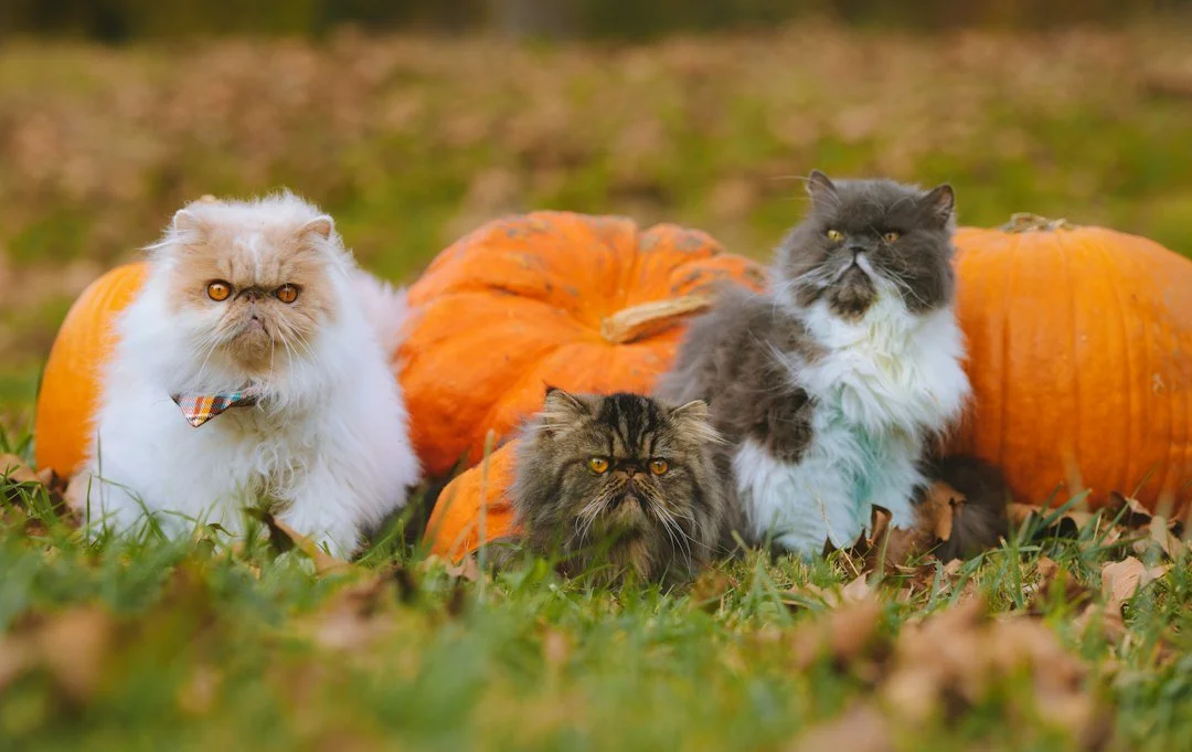 Cats sitting among pumpkins in the grass