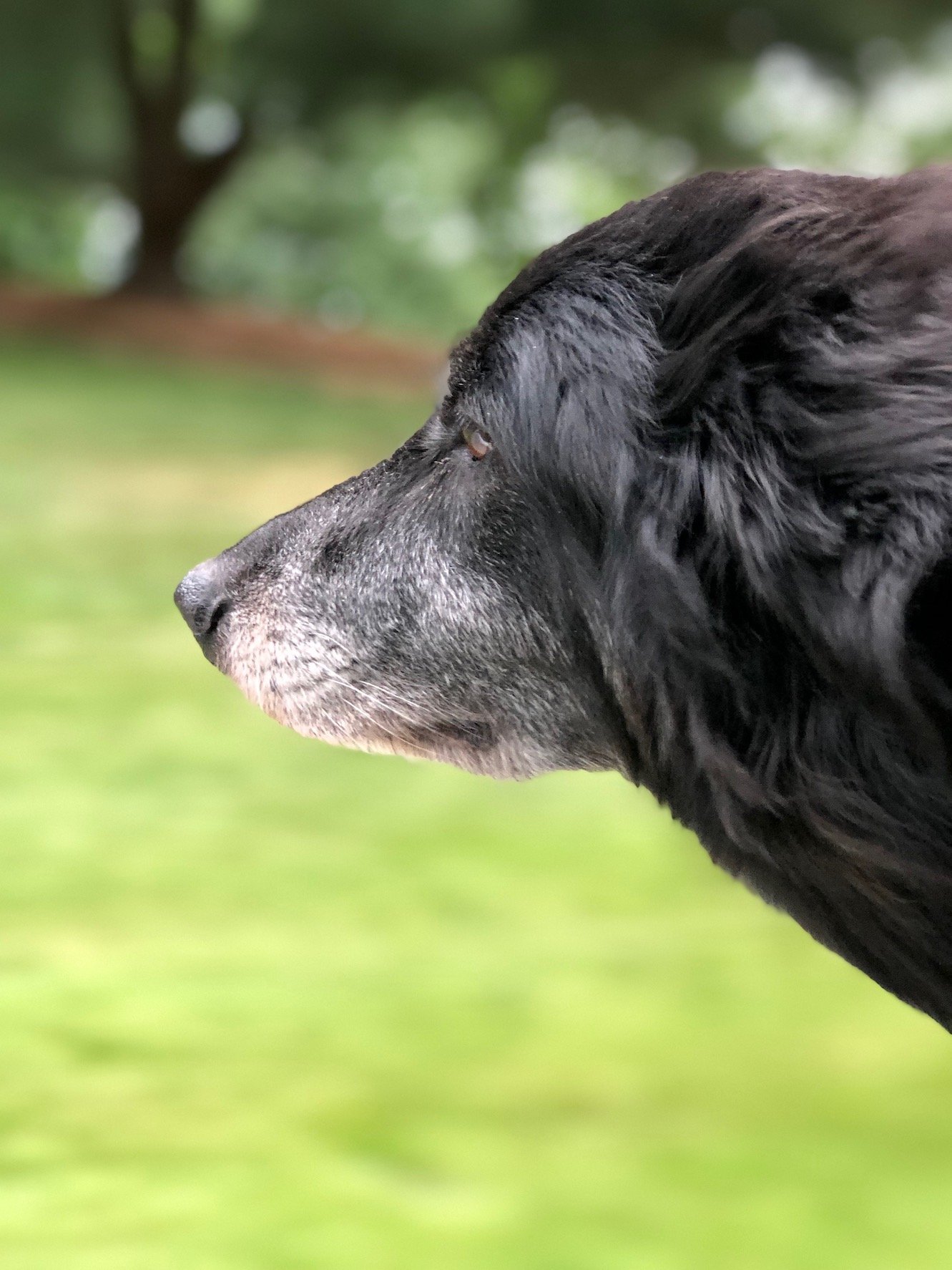 Huxley Jack, the dog who inspired Just Paws and Enjoy Life