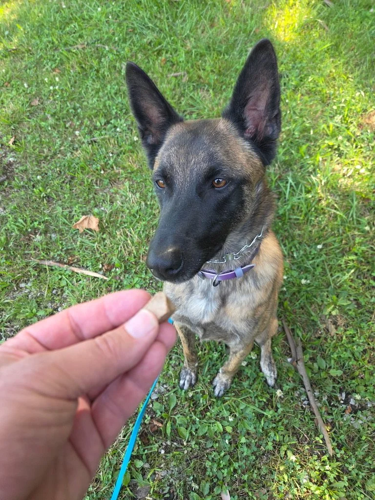 Otto, Brian Wright's Belgian Malinois in training