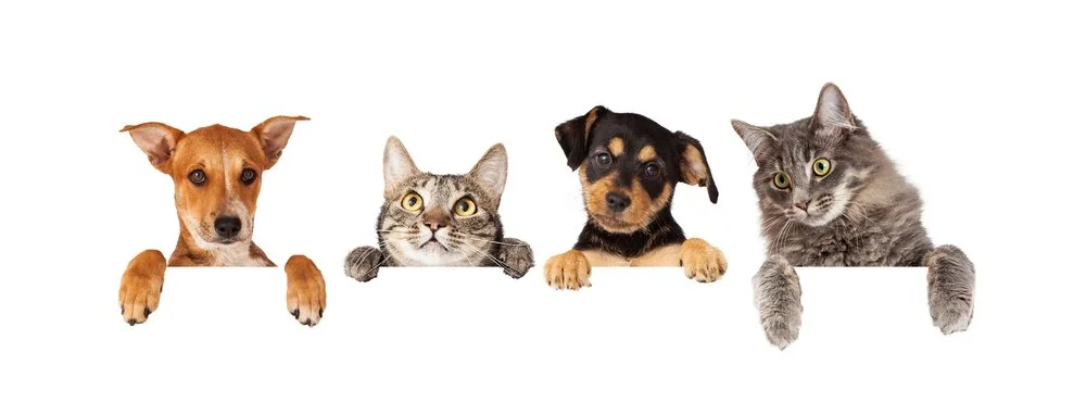 Dehydrated single-ingredient turkey jerky dog treats from Just Paws and Enjoy Life