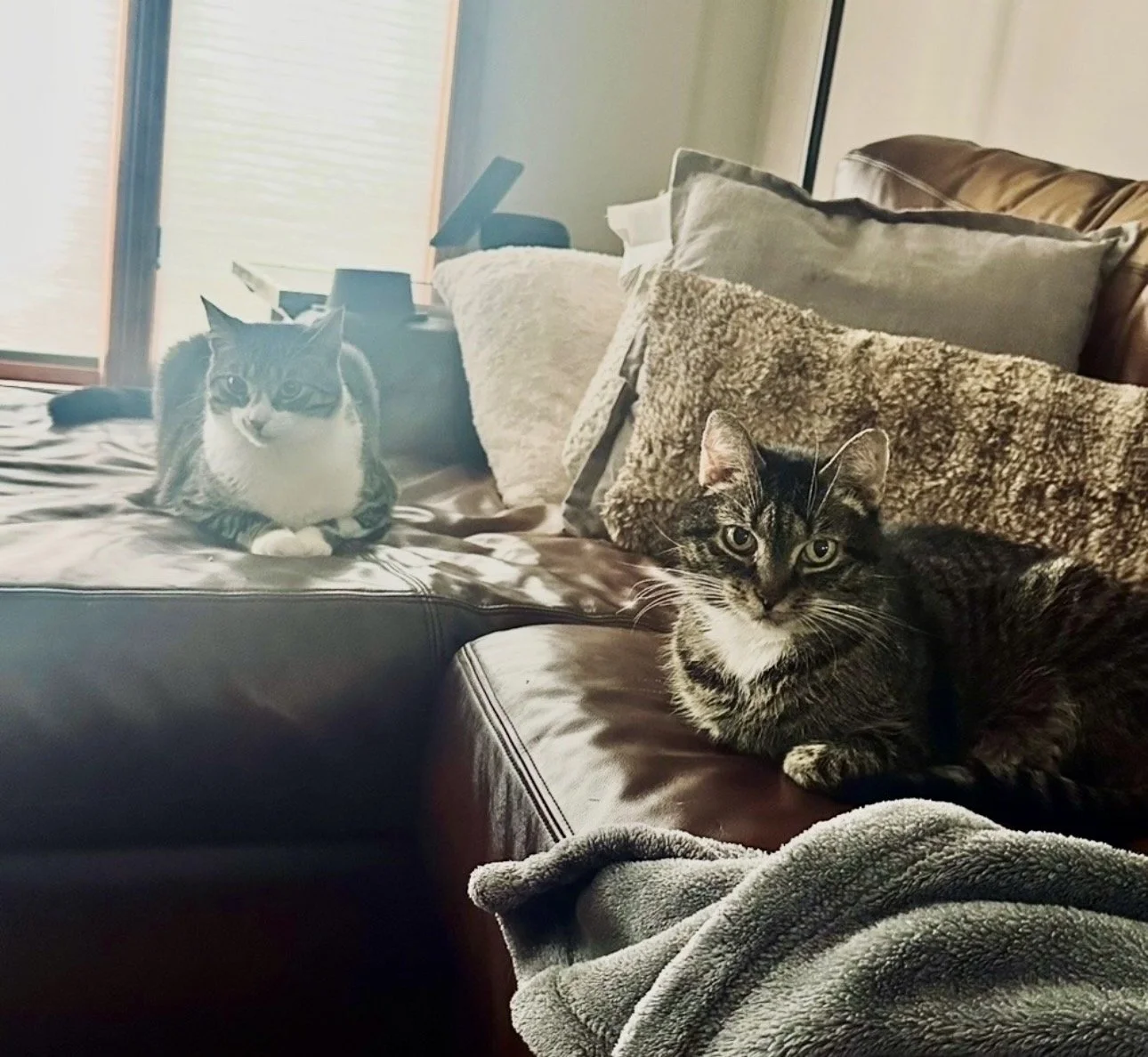 Penny and Pip, Christina Green's cats