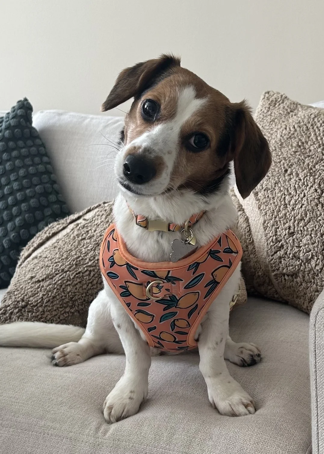 Tilly, a happy Just Paws dog, enjoying single-ingredient treats