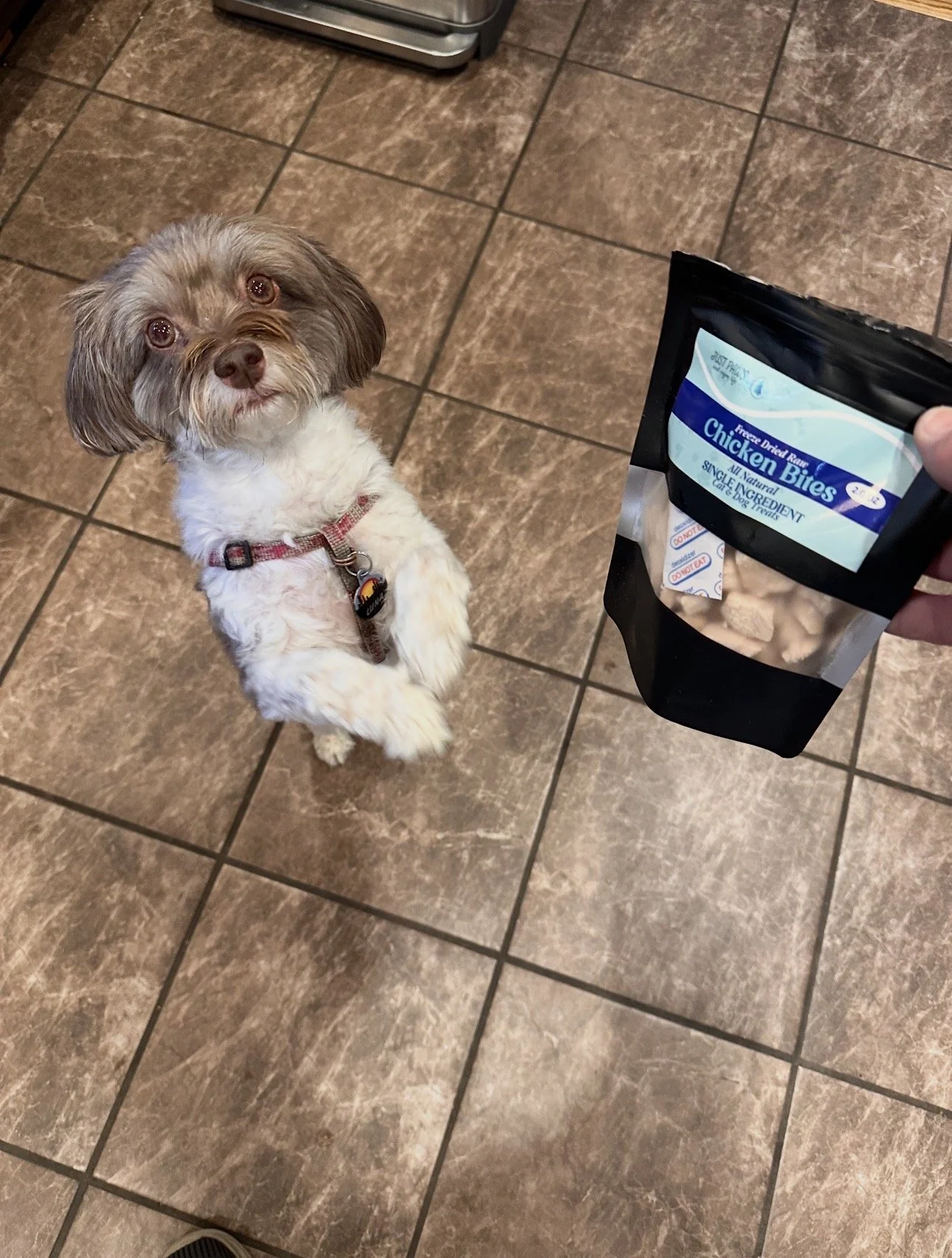 Luna, an 8-year-old Havanese