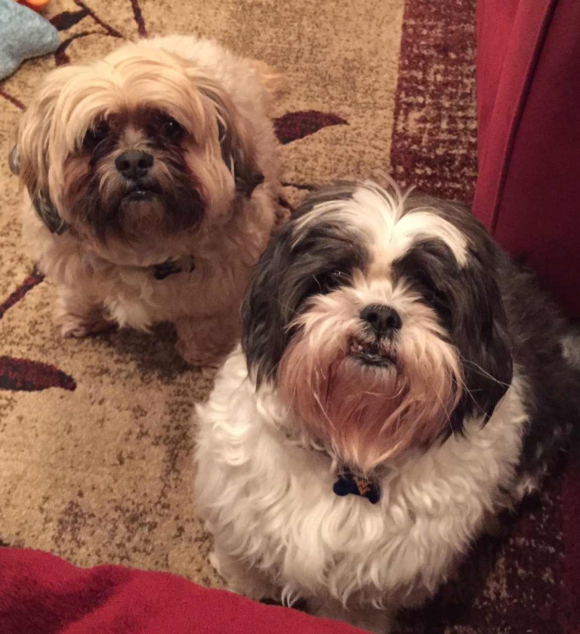 Two happy dogs waiting for their treats