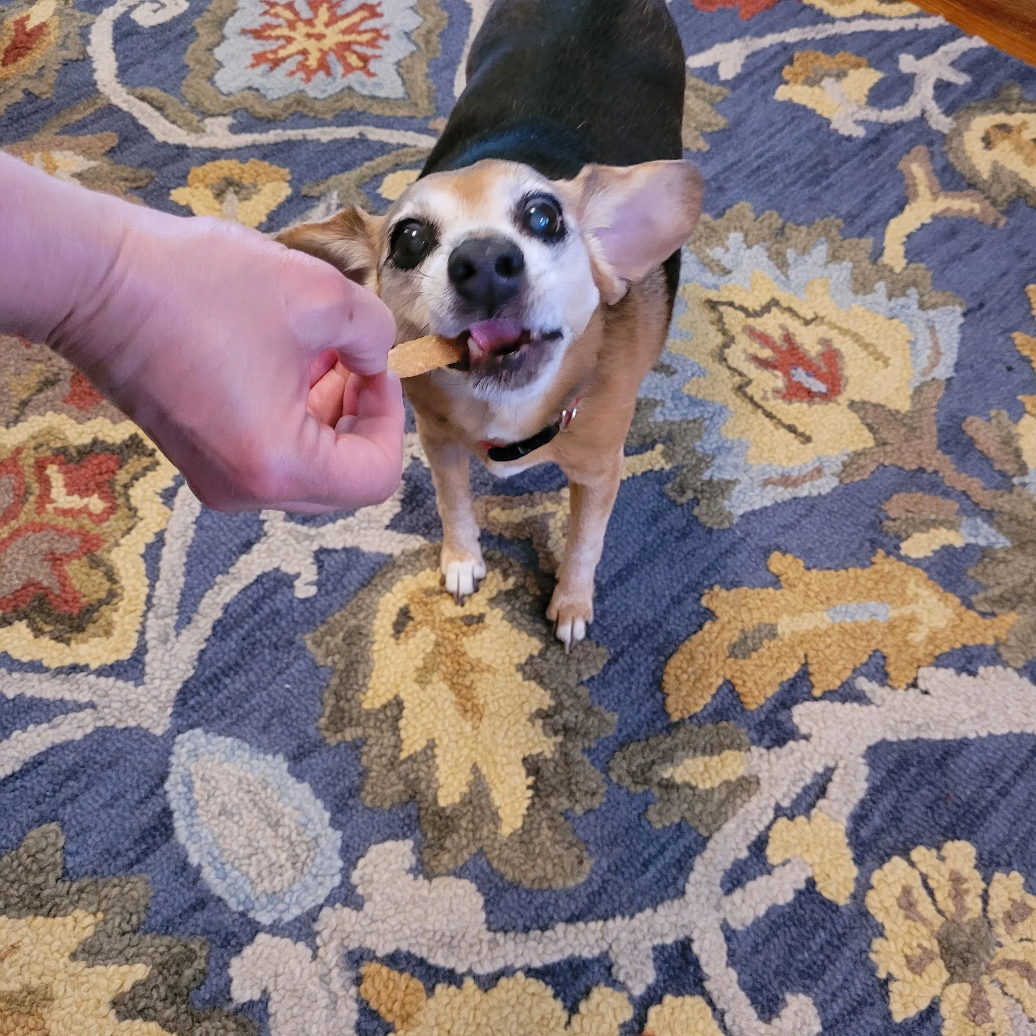 Gracy, 15-year-old Beagle mix
