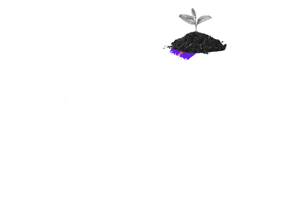 Back Image