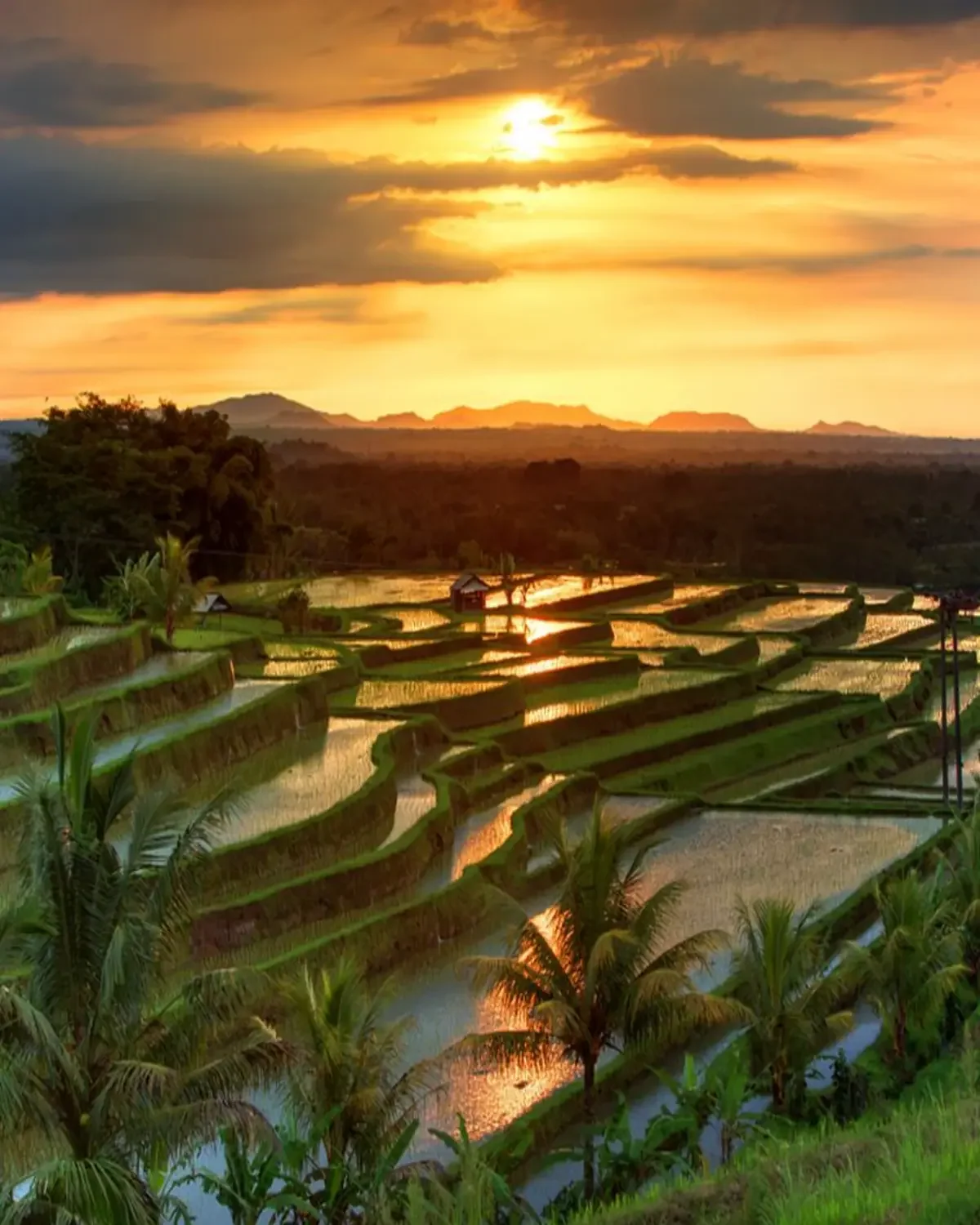 bali rice terrace sunrise with soft mist and layered landscape representing calm and recovery