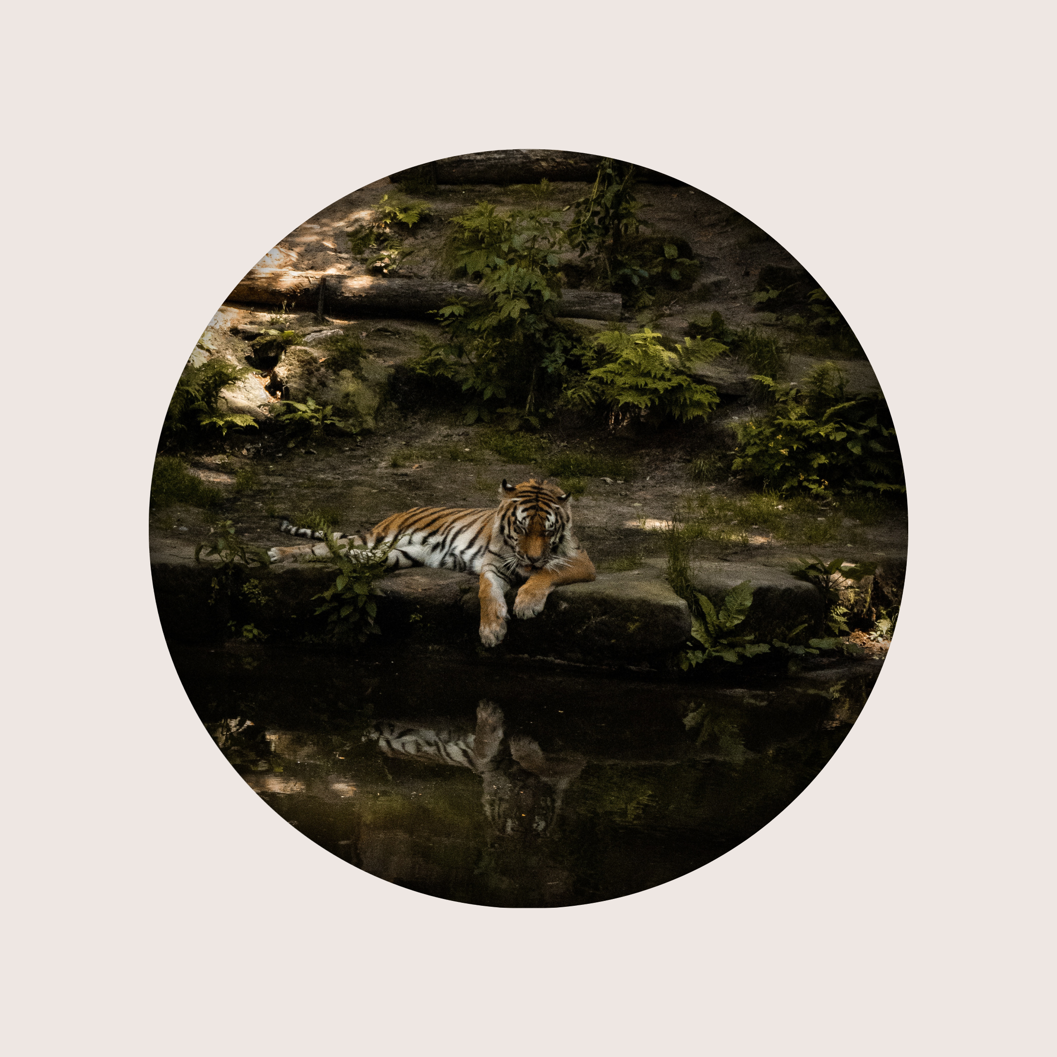A tiger