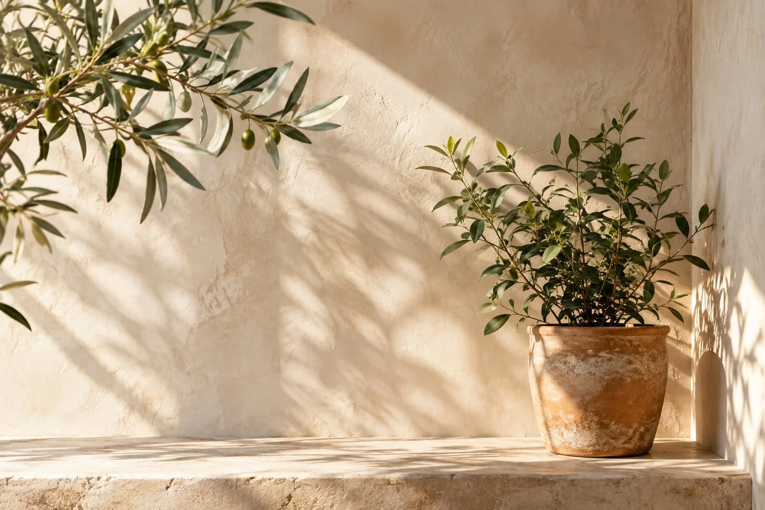 Soft sunlight on green plants against a warm neutral wall