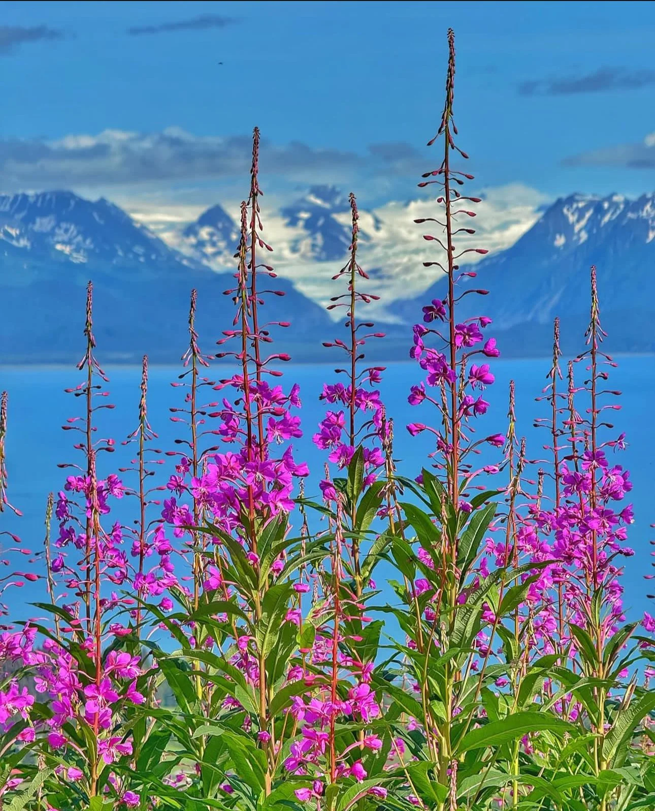 Explore Homer, a local guide to tours and adventures in Homer, Alaska